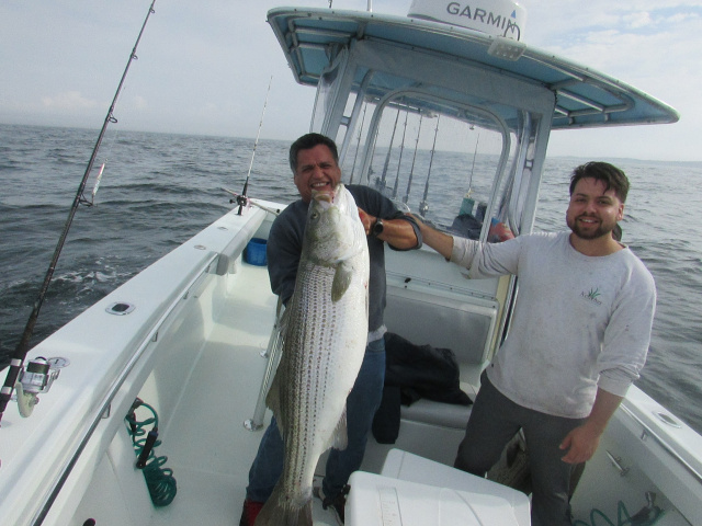 55 lb Striper caught fishing aboard - with Captain John Sherriff